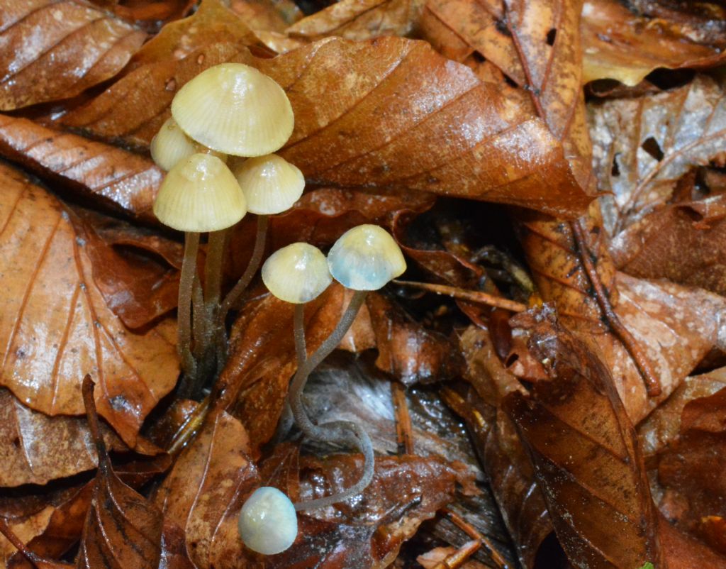 Mycena del 14/05/2018